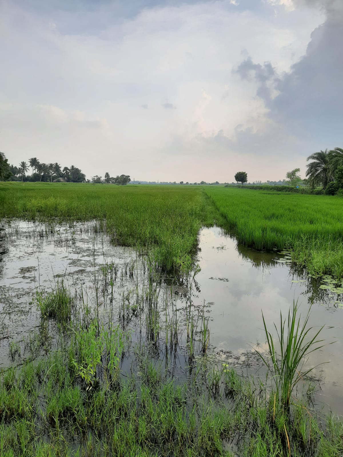 Best Real Estate Company in Kolkata