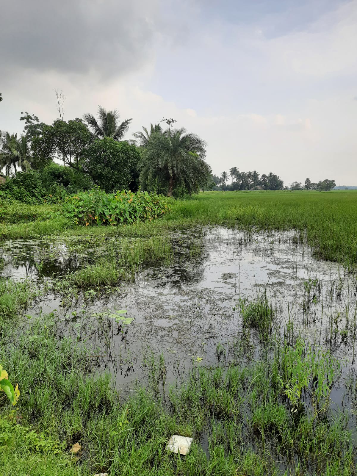 Best Real Estate Company in Kolkata